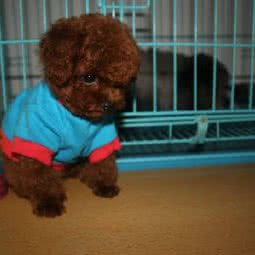 钻石宠物:长春市宽城区