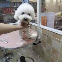 安然宠物店:长春市宽城区