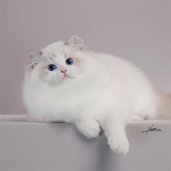 柠檬树高端宠物 Montree Pet:太原市小店区北美新天地N1附近