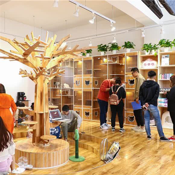 木卡宠物购猫体验馆(高新店):长春市朝阳区