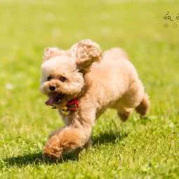 嗷嗷狗狗:长春市朝阳区