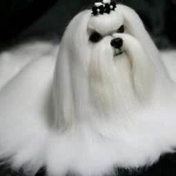 宠物市场:长春市朝阳区