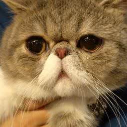 博泰动物医院:长春市朝阳区