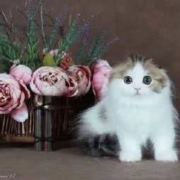 宠物营养烘焙猫狗活体空运咨询:北京城区朝阳区北苑家园附近