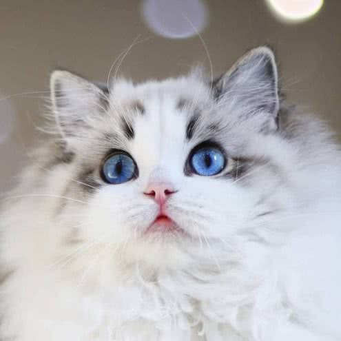 哆咪布偶猫(北苑店):北京城区朝阳区北苑家园附近