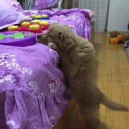 霖霖动物诊所:吉林市昌邑区