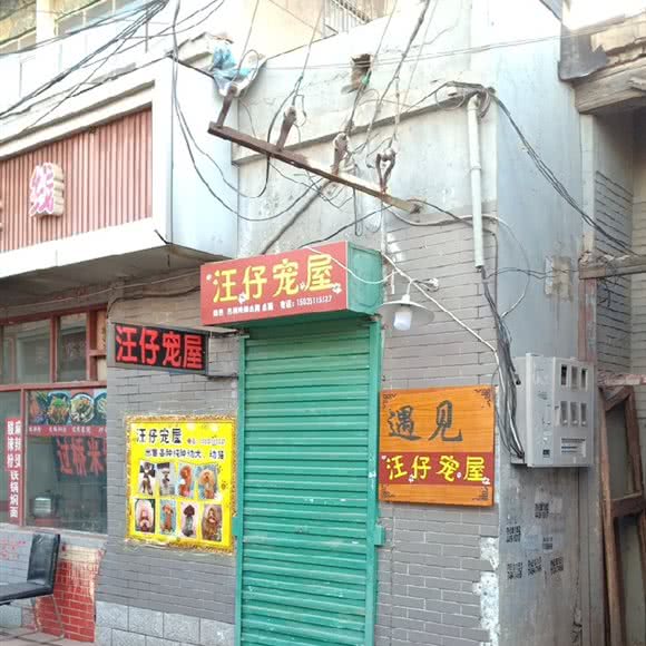 汪仔宠屋:太原市迎泽区柳巷商业区附近