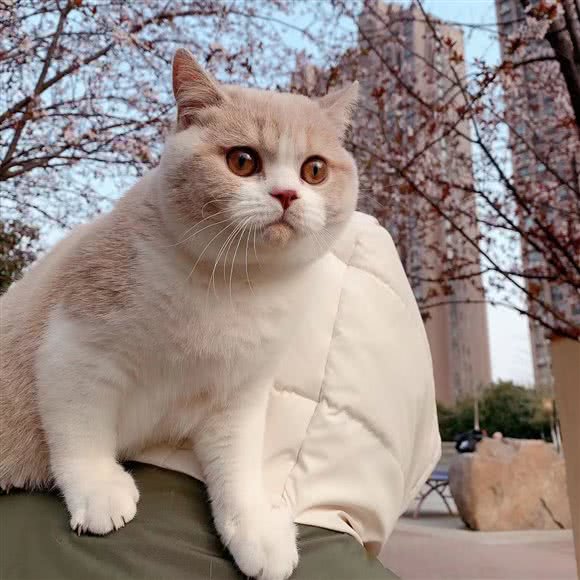 猫鸵帮英短猫舍:北京城区朝阳区北苑家园附近