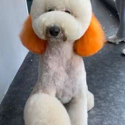 嘎历宠物:吉林市丰满区