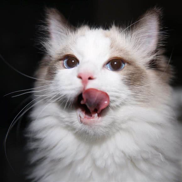 狸奴舍·布偶猫工作室:北京城区朝阳区北苑家园附近