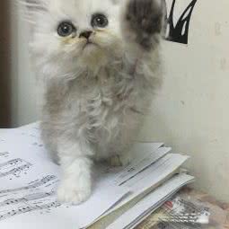 福牛宠物猫舍:太原市迎泽区桃园路附近