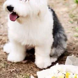 康晟动物诊所:吉林市磐石市