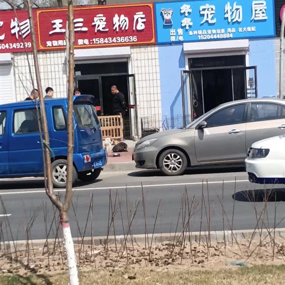 王三宠物店:四平市铁东区