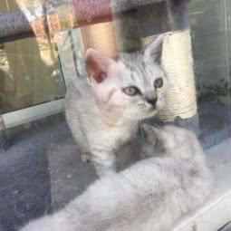 派多格宠物(东丰店):辽源市东丰县