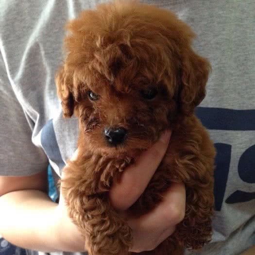 小糖果宠物(并州东街店):太原市迎泽区火车站附近