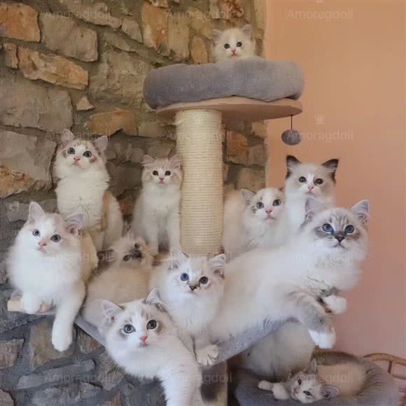 太原幽兰猫舍:太原市迎泽区双塔东街附近