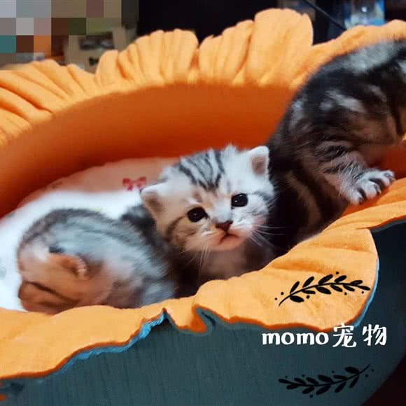 MOMO宠物:松原市乾安县