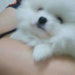 家有爱宠:白城市洮北区