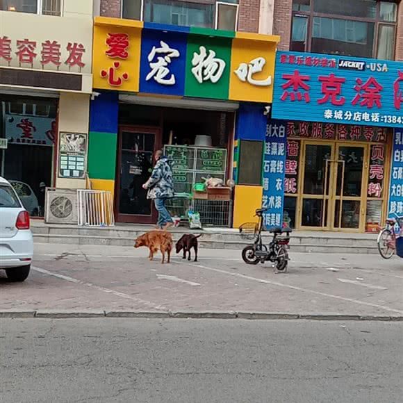 爱心宠物吧:白城市洮南市
