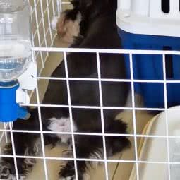 圣宠宠物(太平街店):延边朝鲜族自治州延吉市