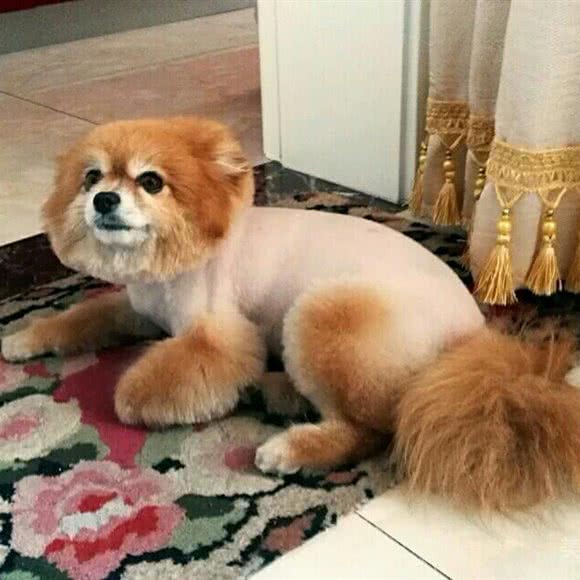 泡泡宠物:太原市杏花岭区万达/龙潭商业中心附近