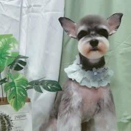 麦扣狗狗:哈尔滨市道里区