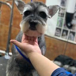 涵越宠物:哈尔滨市道里区