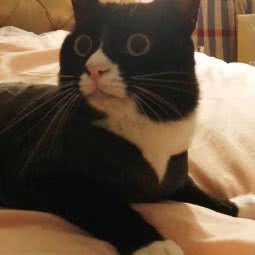 小伟宠物:哈尔滨市道里区