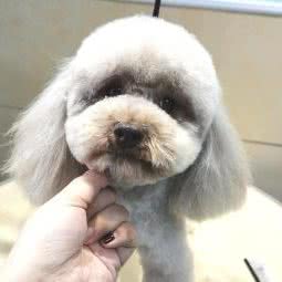 道外区甜宠宠物生活馆:哈尔滨市道外区