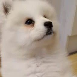 民旺狗场:哈尔滨市松北区