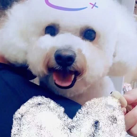 私宠动物诊所:哈尔滨市香坊区