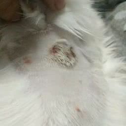 爱力多动物医院:哈尔滨市香坊区