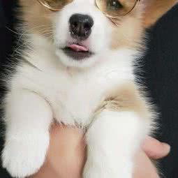 爱YO喂萌宠俱乐部:哈尔滨市双城区