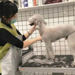 梦溪宠物(双城店):哈尔滨市双城区