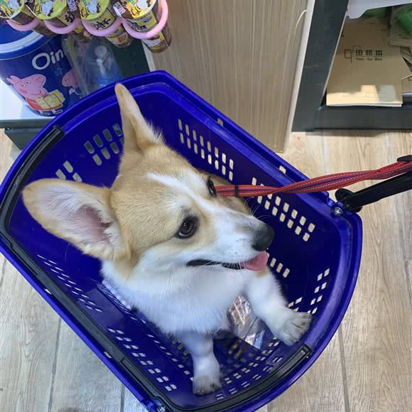 悠然犬舍(寄养与繁育柯基柴犬):哈尔滨市双城区