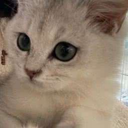 苍耳爱宠:太原市杏花岭区府东街附近