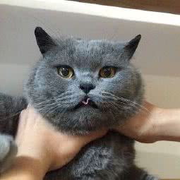 众达动物诊所:哈尔滨市双城区