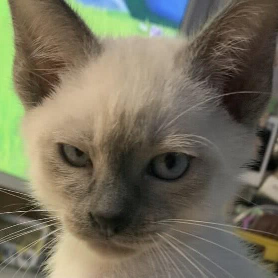 萌宠集结社·猫舍店·活体专售(百子湾家园店):北京城区朝阳区百子湾附近