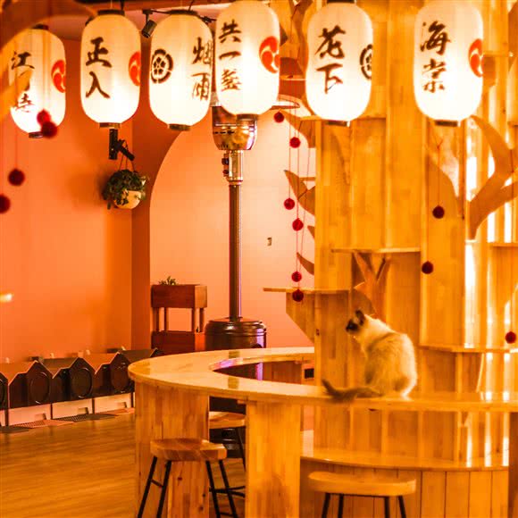 轻食与猫?兔咖?宠物生活馆:齐齐哈尔市龙沙区