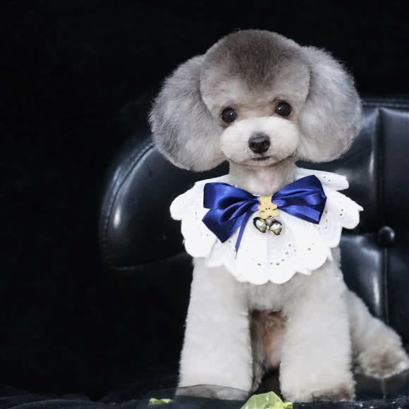 毛绒绒宠物生活馆:太原市杏花岭区旱西关附近