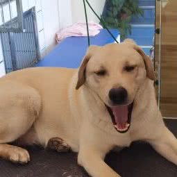 太原东方动物医院:太原市杏花岭区旱西关附近