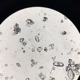 鸿康动物医院:鸡西市密山市