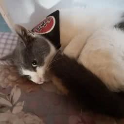 猫时光猫咪生活馆:大庆市让胡路区