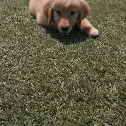 宠爱益生宠物商店:大庆市肇源县