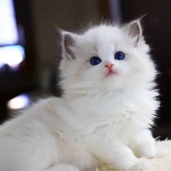 喵百万·布偶·金渐层·曼基康猫舍·猫咖(百子湾店):北京城区朝阳区百子湾附近