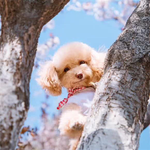 宠溺·宠物摄影:北京城区朝阳区百子湾附近