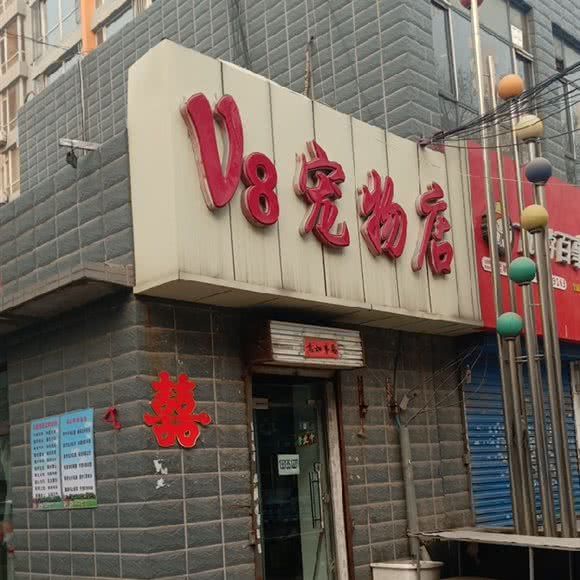 V8宠物店:太原市杏花岭区赛马场附近