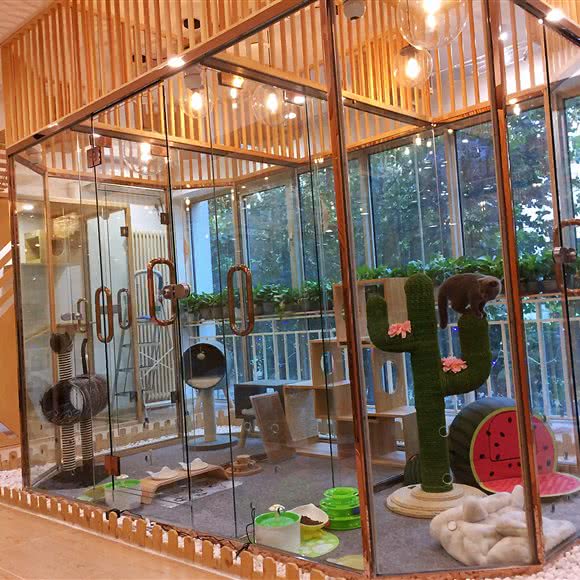 堆萌猫咪假日酒店·猫咪寄养洗澡(百子湾店):北京城区朝阳区百子湾附近