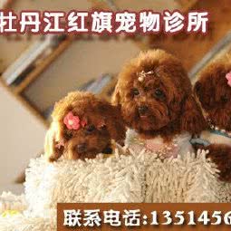牡丹江红旗宠物狗诊所:牡丹江市东安区