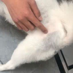 医康动物医院(镜泊湖大街):牡丹江市宁安市